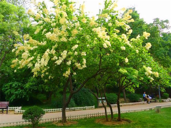 暴马丁香怎么样？