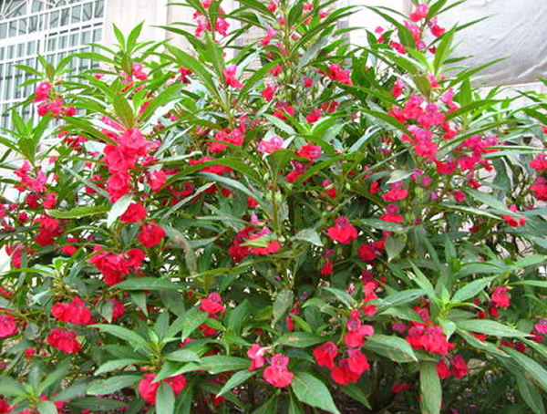 指甲花的功效与作用有哪些？