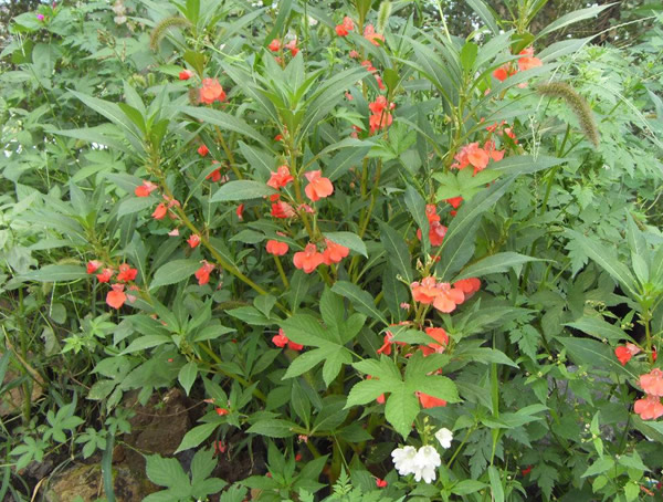 指甲花七月份可以播种吗？哪个月份播种最好？