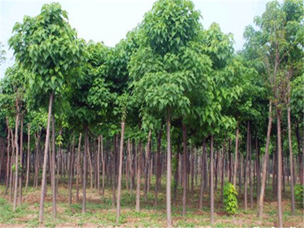 楸树怎么种？楸树果实怎么吃？