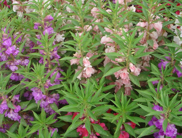 指甲花有毒吗？