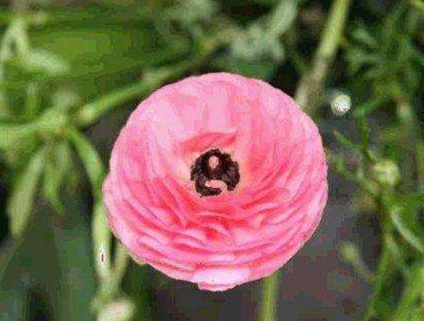 陆莲花的花语是什么？