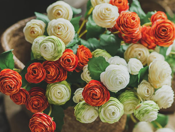 陆莲花的种植方法及注意事项有哪些？