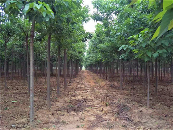 楸树和梓树怎么区分？