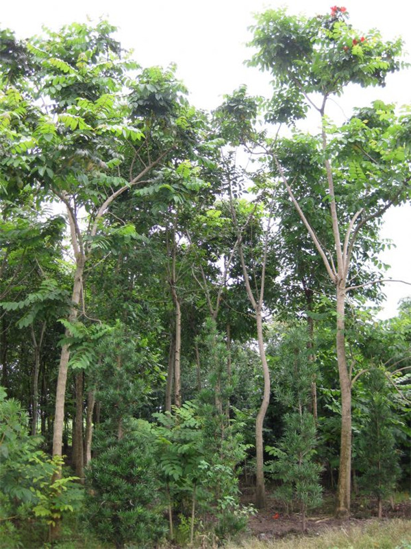 桃花心木和榉木哪个好？