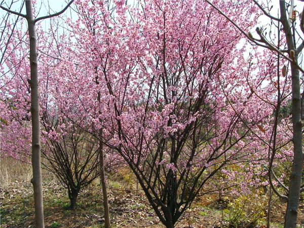 什么是美人梅？美人梅什么时候开花？