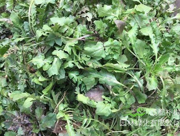 芨芨菜为什么苦？怎么做可以去苦味儿？