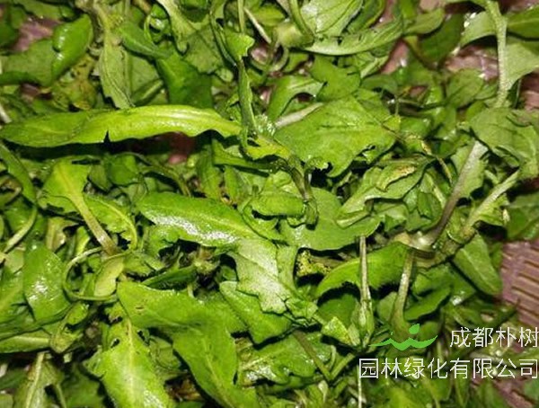 野生的芨芨菜如何识别？