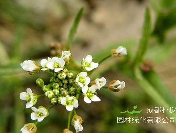 芨芨菜长什么样子？