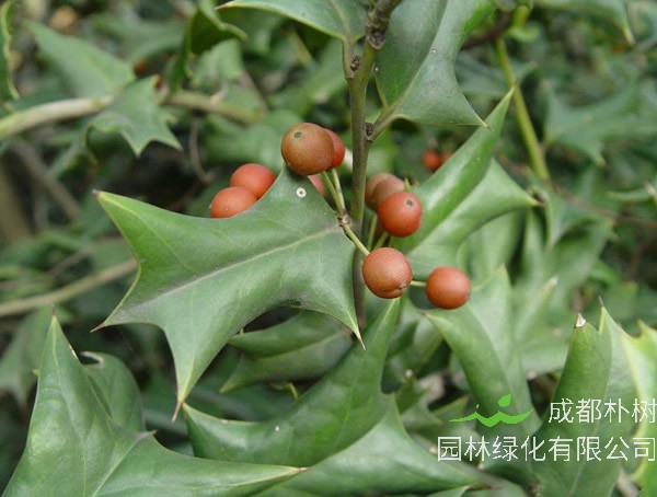 枸骨树的药用价值有哪些？