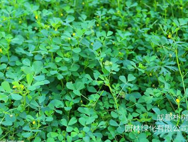 野苜蓿的功效与作用有哪些？