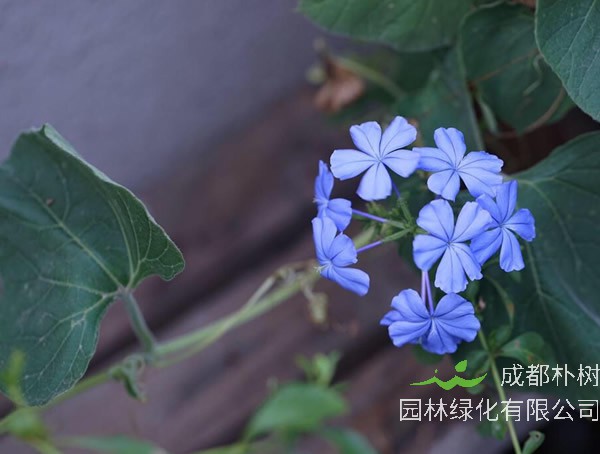 蓝花丹怎么扦插？方法有哪些？