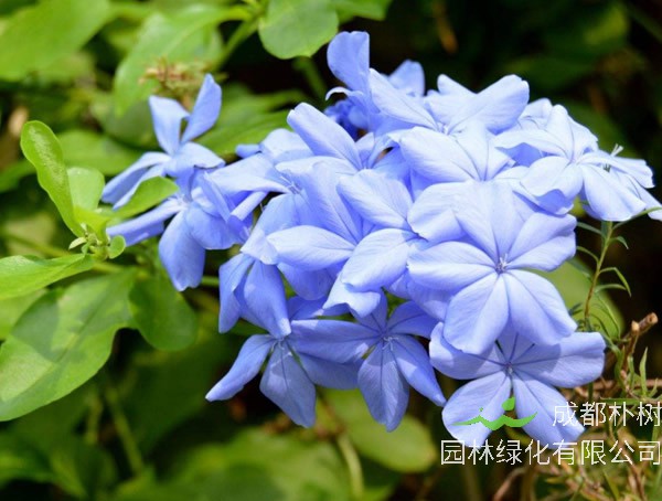 蓝花丹花语是什么？有哪些寓意和象征意义？