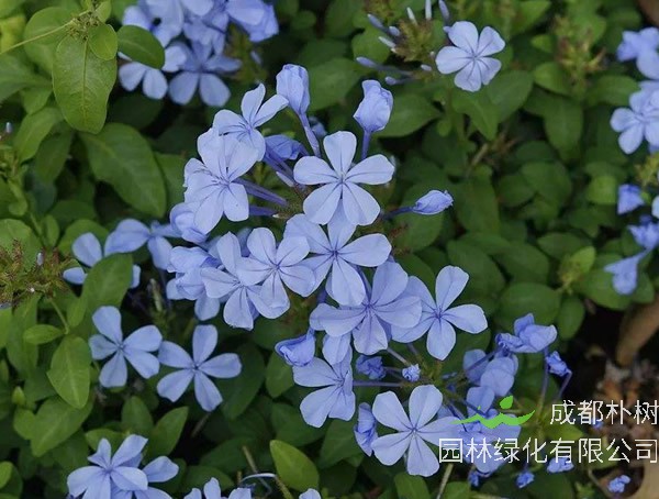 蓝花丹的功效与作用有哪些？