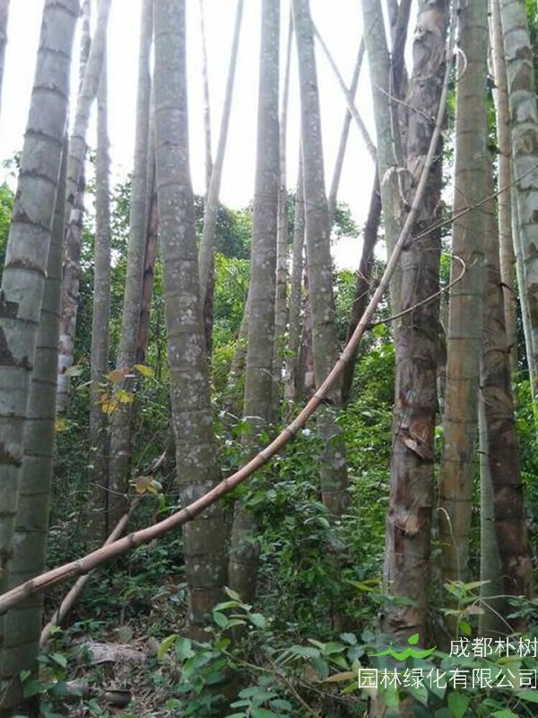 巨龙竹温州能种吗？