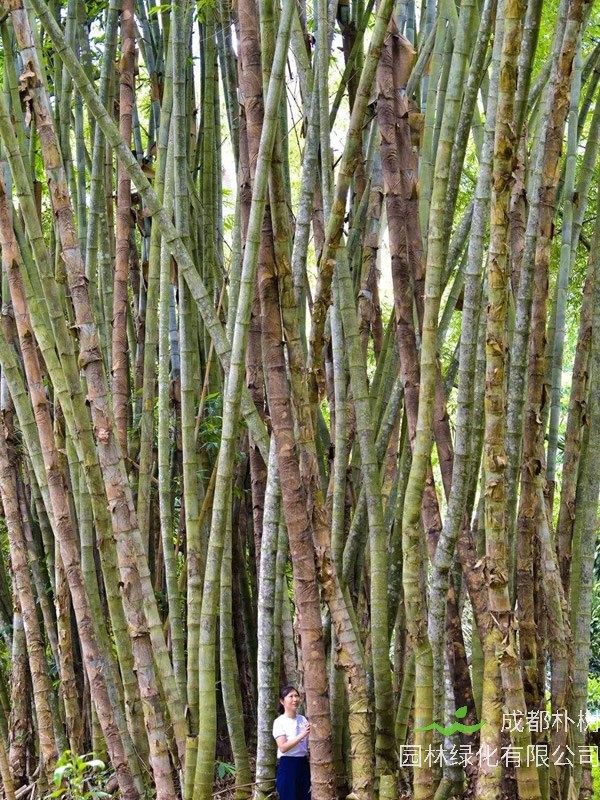 巨龙竹如何种植经济效益最大？