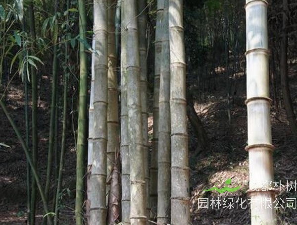 巨龙竹产地在哪里?