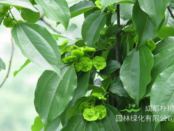 铜钱树怎么养才能茂盛？