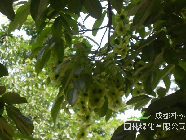 铜钱树的养殖方法和注意事项有哪些？