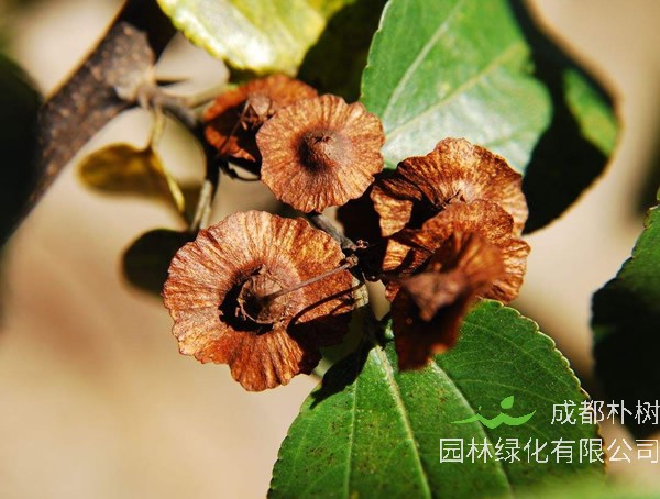 铜钱树秋天怎么浇水？