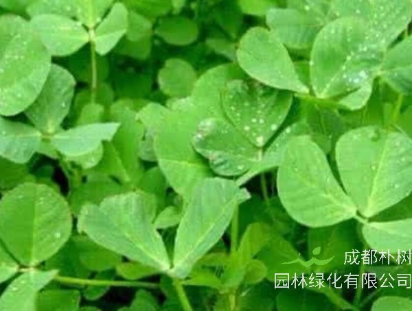 野苜蓿可以吃吗？