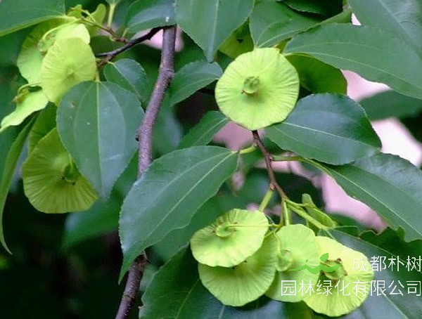 铜钱树扦插可以水培吗？方法是怎样的？