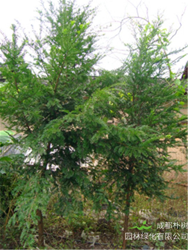 南方红豆杉和曼地亚红豆树哪个好？