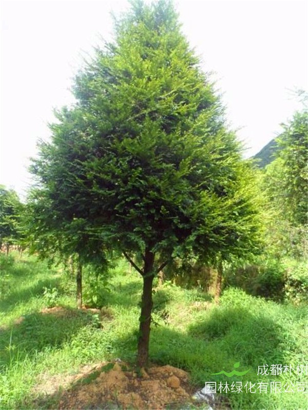 南方红豆杉施什么肥好？