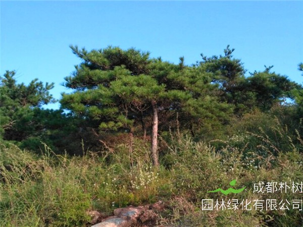 马尾松如何移栽？