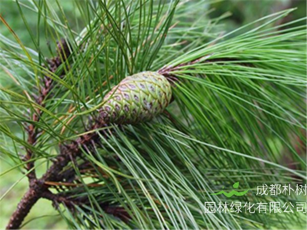 马尾松为什么叫马尾松？