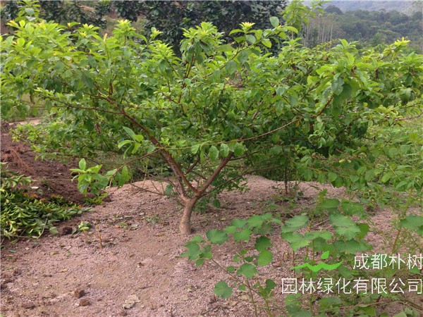 李子树苗怎么栽种植？