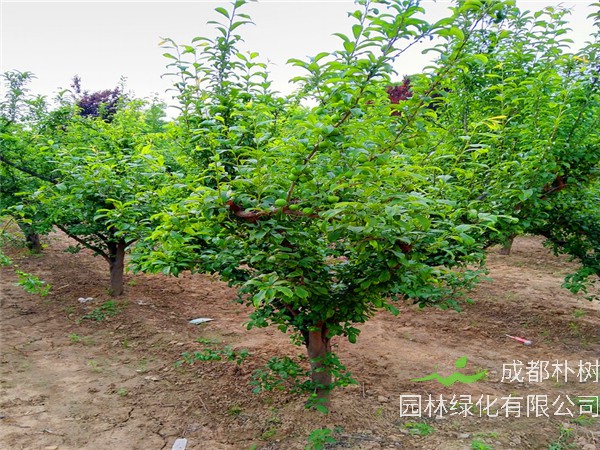 李子树如何修剪、管理？