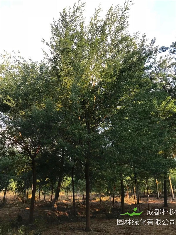 金合欢与合欢的区别是什么？