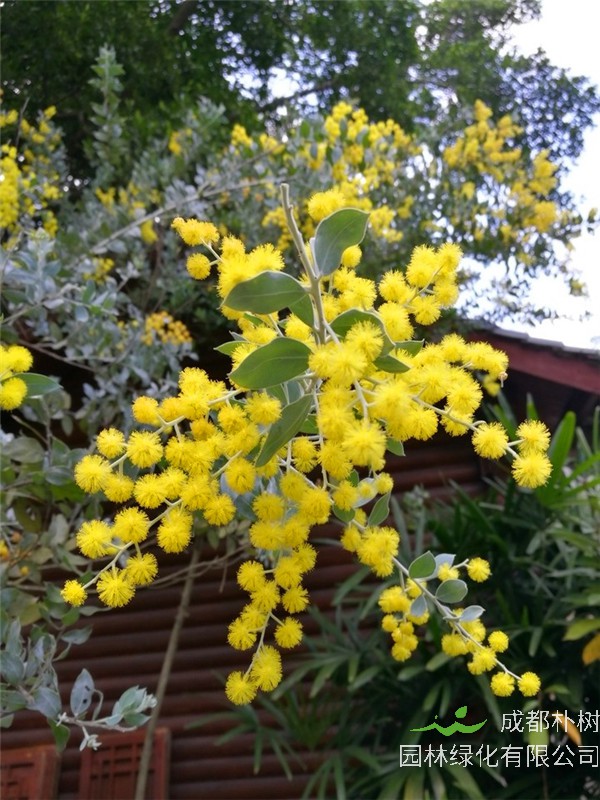 金合欢怎么样？