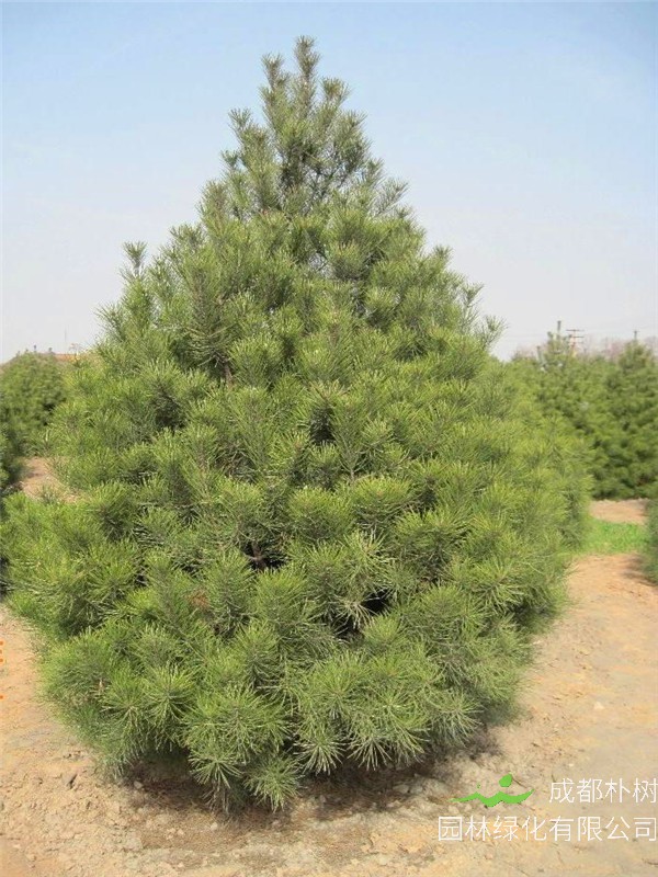 白皮松如何种植、养殖？