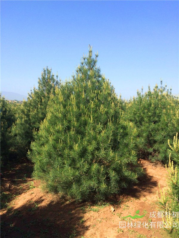 白皮松是什么植物？白皮松什么时候修剪？