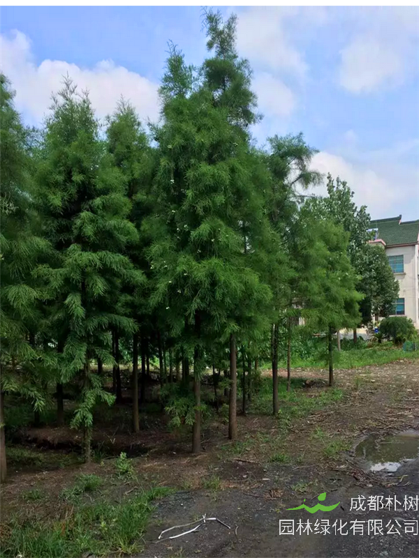 池杉的作用是什么？