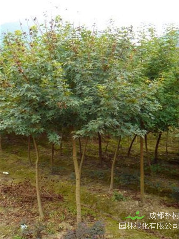 五角枫什么时候种植？什么时候修剪？