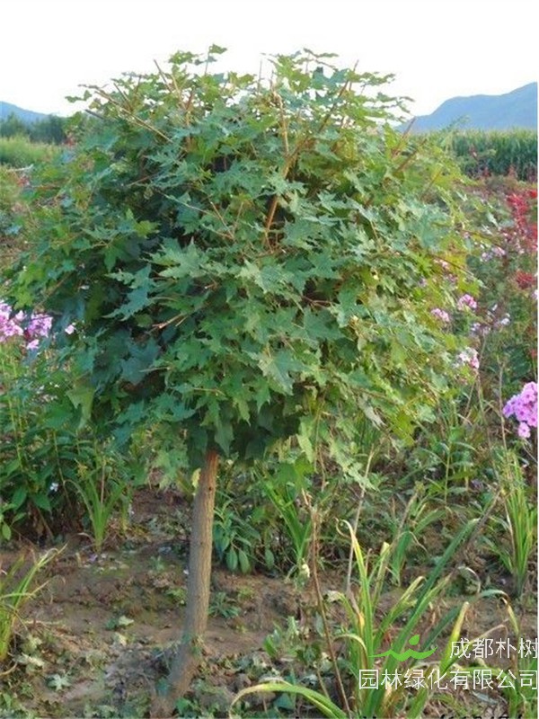 五角枫病害有哪些？五角枫前景怎么样？