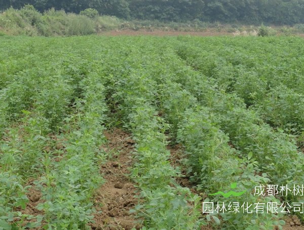 野苜蓿种植和栽培技术是怎样的？