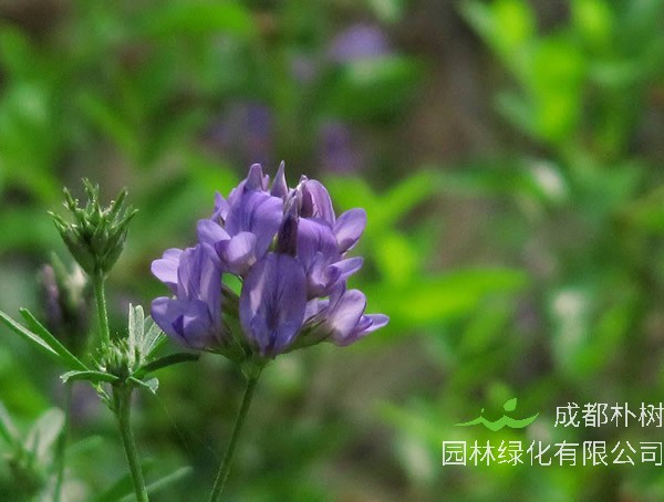 野苜蓿的种植时间及方法有哪些？