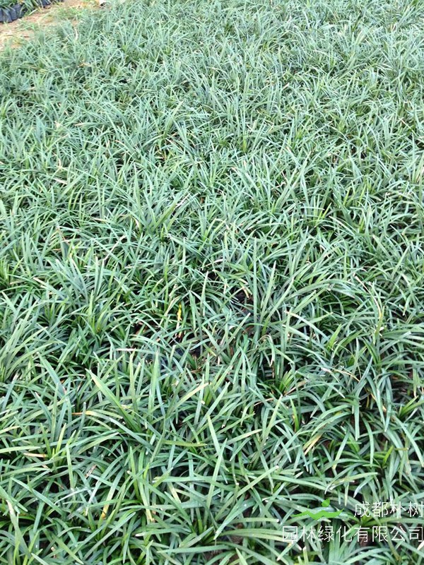 玉龙草与麦冬的区别有哪些？