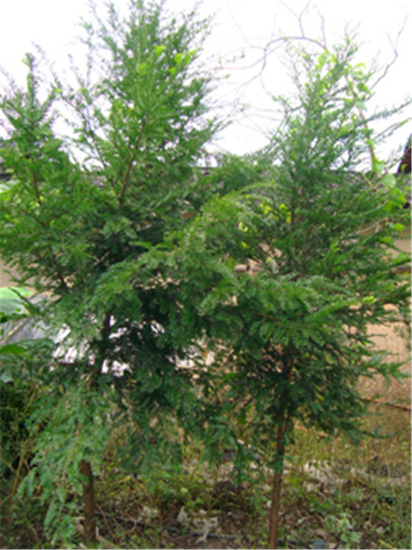 南方红豆杉和曼地亚红豆树哪个好？