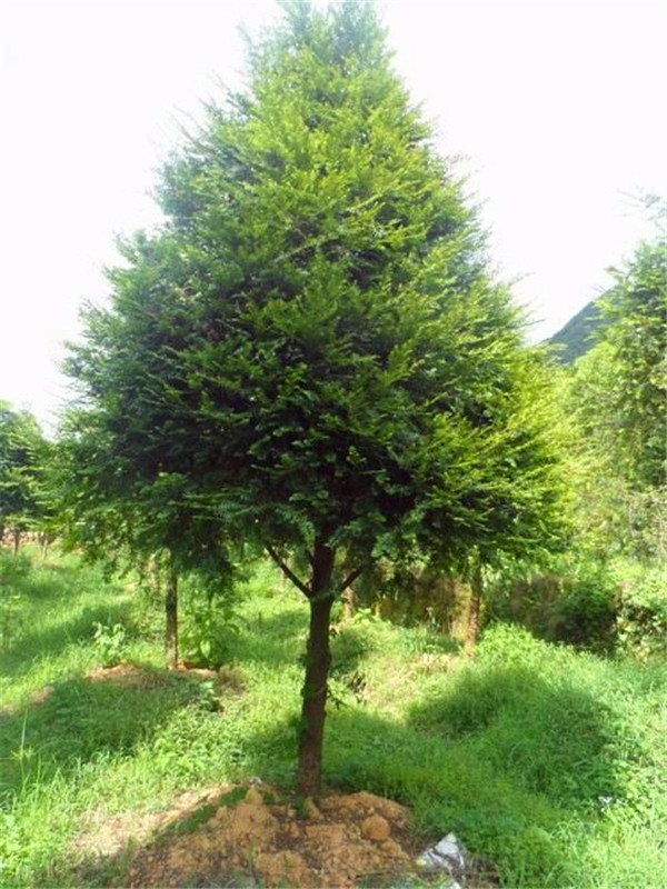 南方红豆杉施什么肥好？