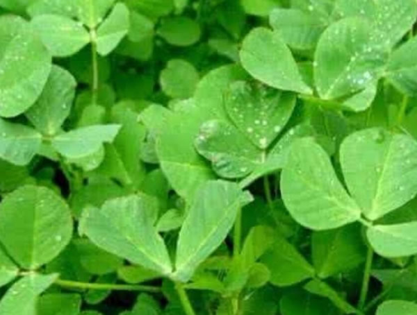 野苜蓿可以吃吗？