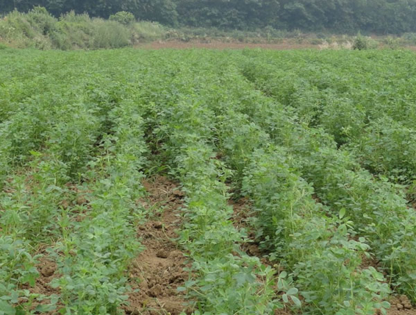 野苜蓿种植和栽培技术是怎样的？