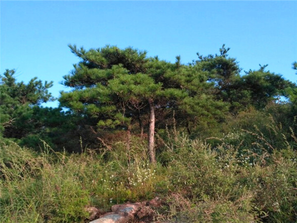 马尾松如何移栽？