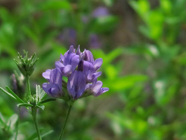 野苜蓿的种植时间及方法有哪些？