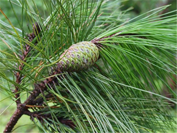 马尾松为什么叫马尾松？