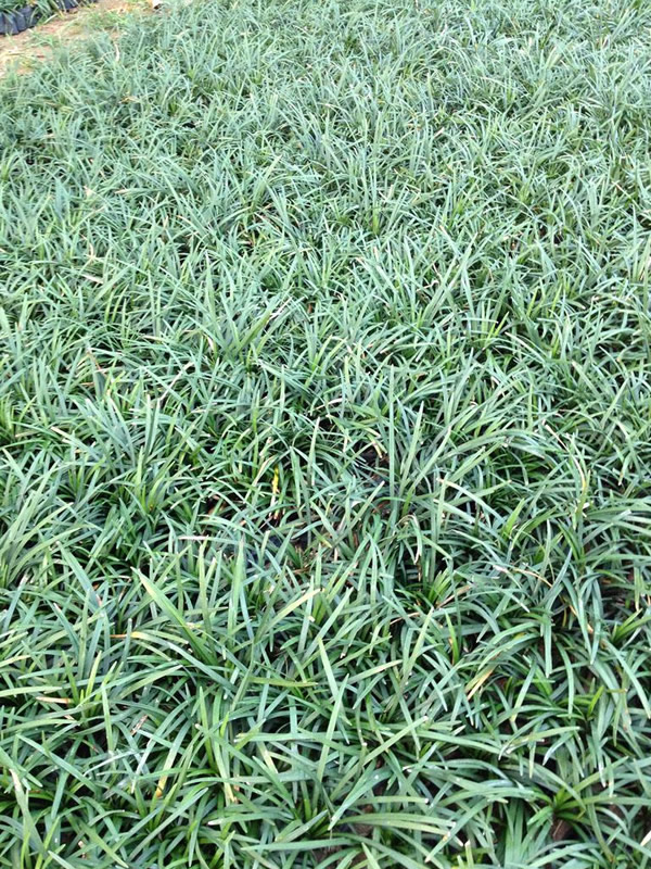 玉龙草与麦冬的区别有哪些？